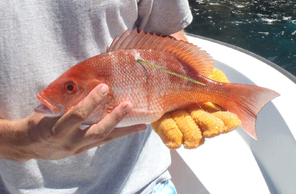 A person on a fishing vessel holds a red snapper with a yellow tag attached.
